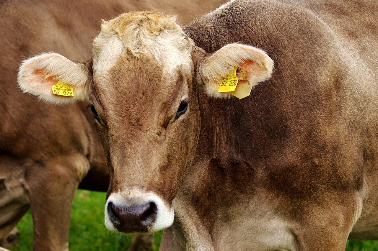 The Creamery Line: How Rural Dairy Cooperatives Built Community