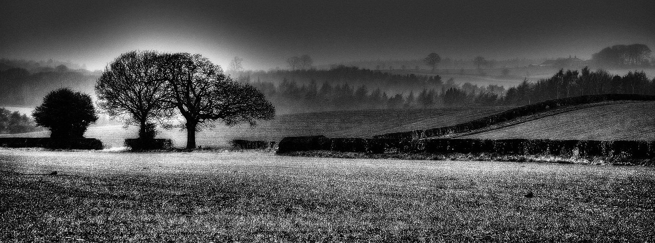 The Lost Art of the Hedgerow: Why Our Grandparents' Field Boundaries Mattered