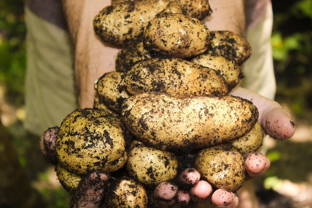 The Root Cellar: Preserving the Harvest Without Electricity